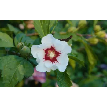 White Hibiscus Flowers
